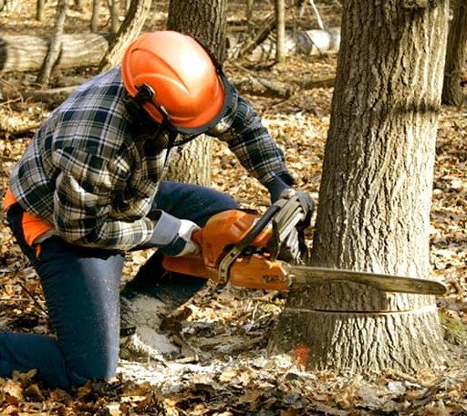 Tree Removal in Ulm, AR